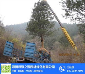 白皮松 優質苗木的選擇、推薦與綠化養護全攻略