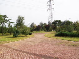 方源園林花木 匠心鑄就綠色邯鄲，專業服務城市綠化